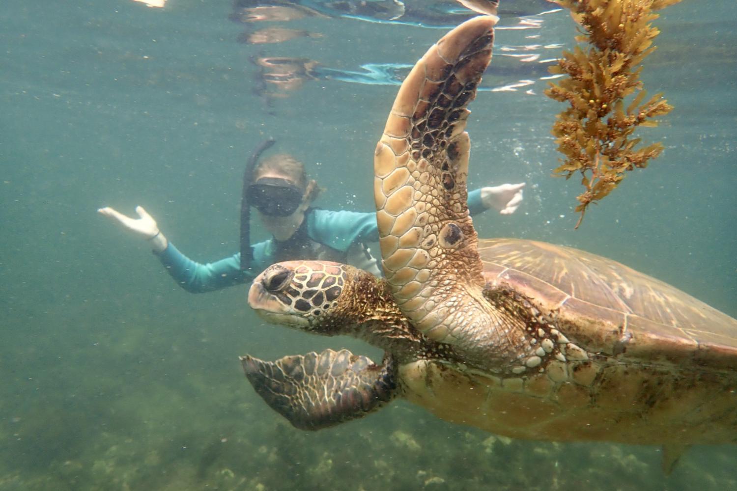 一名<a href='http://xmhp.ngskmc-eis.net'>bv伟德ios下载</a>学生在Galápagos群岛游学途中与一只巨龟游泳.
